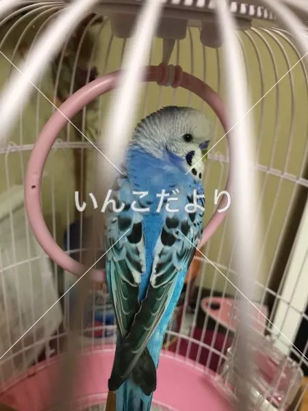 コメントの画像