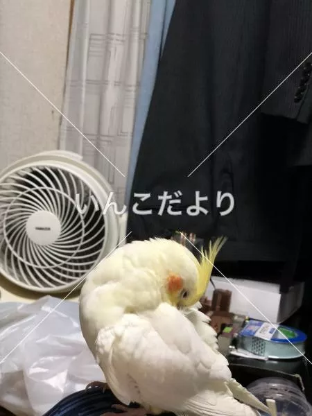 コメントの画像