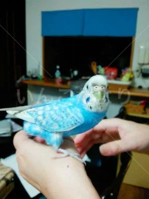 コメントの画像