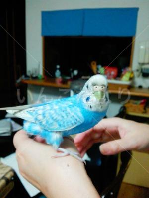 コメントの画像