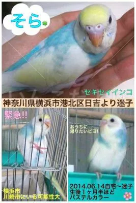 コメントの画像