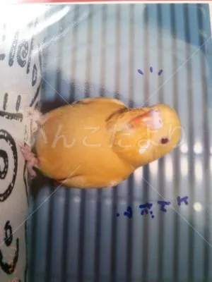 コメントの画像