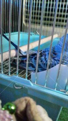 コメントの画像