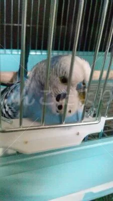 コメントの画像