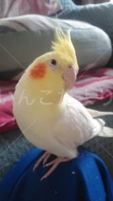 コメントの画像