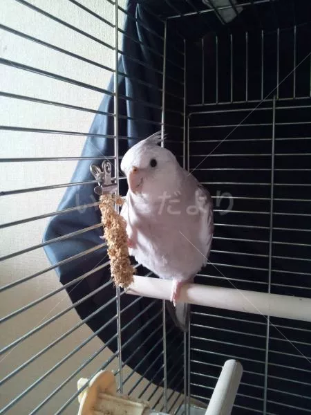 コメントの画像