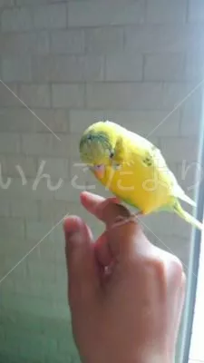 コメントの画像