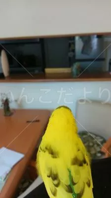 コメントの画像