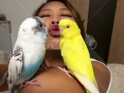 コメントの画像