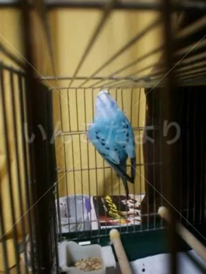 コメントの画像