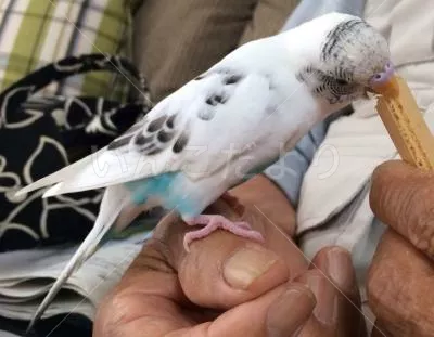 コメントの画像