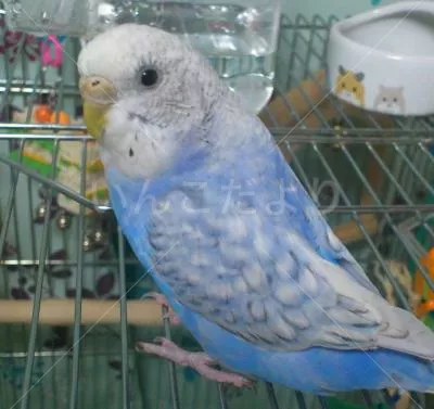 コメントの画像