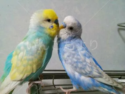 コメントの画像