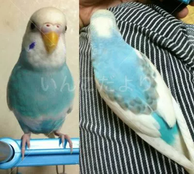 コメントの画像