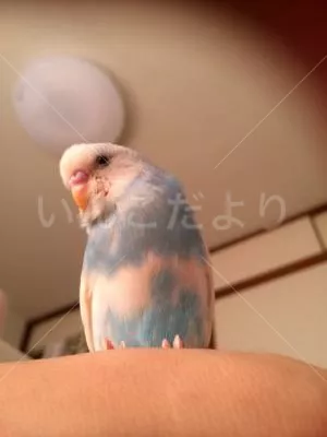 コメントの画像