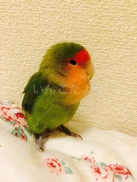 コメントの画像