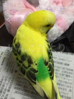 コメントの画像