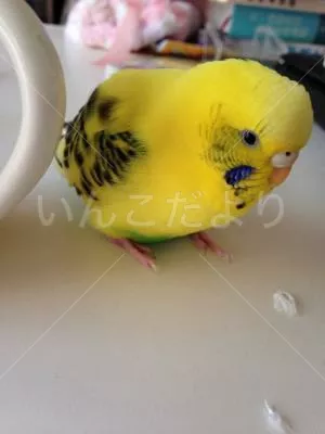 コメントの画像