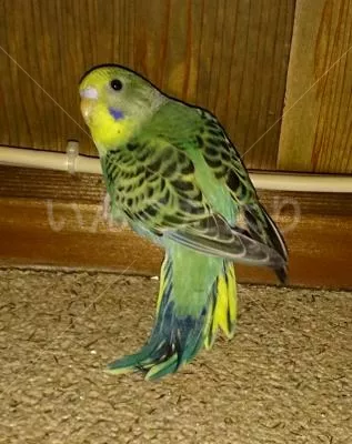 コメントの画像