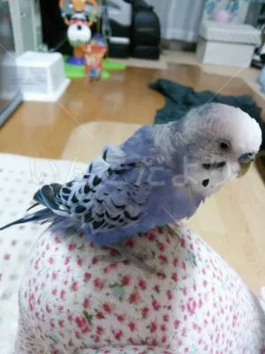 コメントの画像