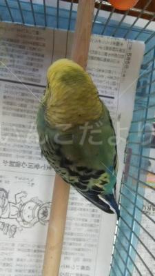 コメントの画像