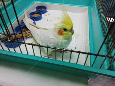 コメントの画像