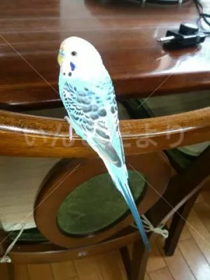 コメントの画像