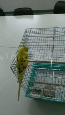 コメントの画像