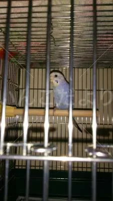 コメントの画像