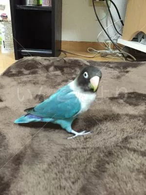 コメントの画像