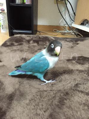 コメントの画像