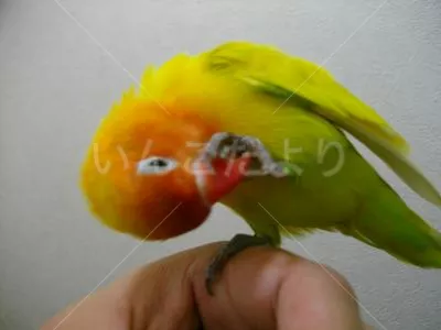 コメントの画像