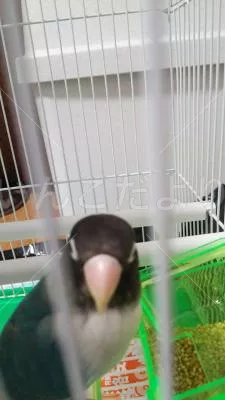 コメントの画像