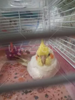 コメントの画像