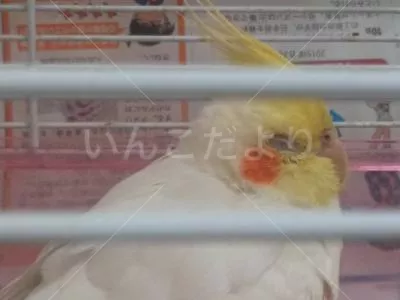 コメントの画像