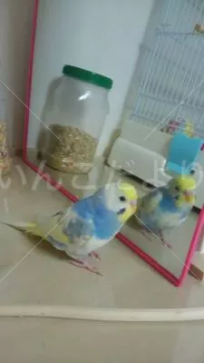 コメントの画像