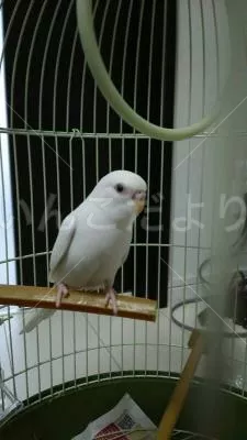 コメントの画像