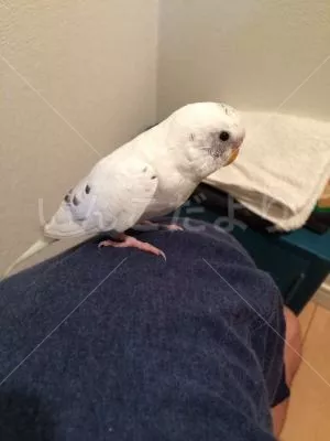 コメントの画像