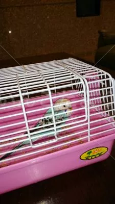 コメントの画像