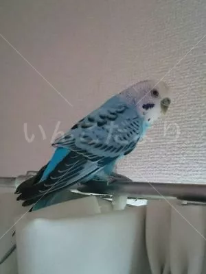 コメントの画像