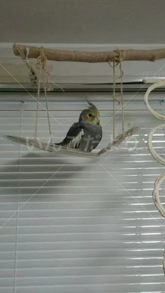 コメントの画像