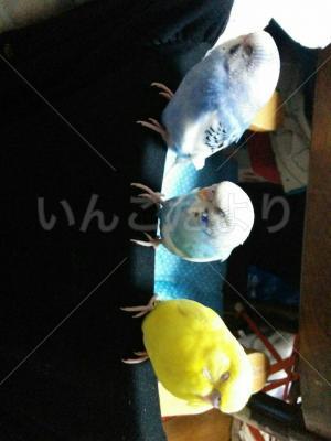 コメントの画像