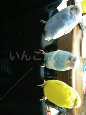 コメントの画像