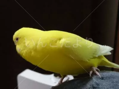 コメントの画像