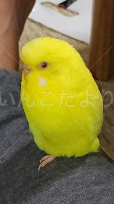 コメントの画像