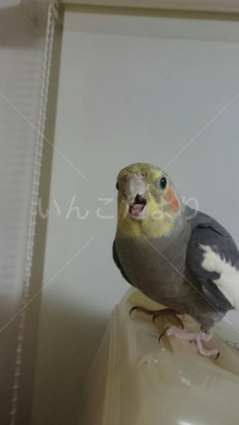 コメントの画像