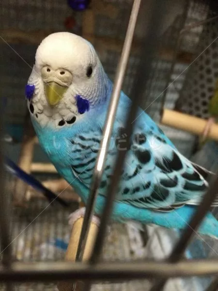 コメントの画像