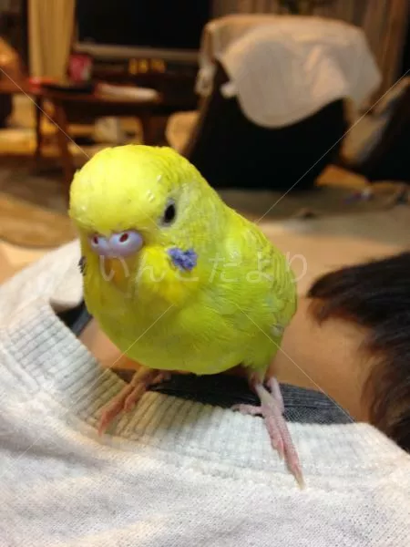 コメントの画像