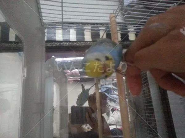 コメントの画像