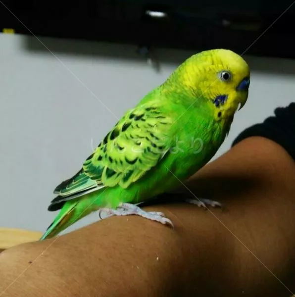 コメントの画像